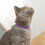 Cat Repellent Treatment, 2 Pack Repellent Collar, Adjustable for Small Medium La 8