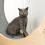 Cat Repellent Treatment, 2 Pack Repellent Collar, Adjustable for Small Medium La 7