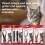 Beaphar Beaphar – Soft Flea Collar for Cats – Repels Fleas For up to 8 Weeks – Adjustabl 8