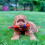 Chuckit! Chuckit! Ultra Fetch Stick Rubber Dog Toy For Interactive Play, Multi 2