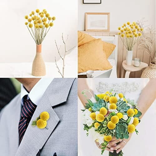Craspedia Fleurs séchées Boules jaunes Billy 30 pièces 2