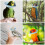 1Comfortabele Parrot Protective Collar Preventie Bites 4