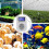 220V Temperature Controller Plug with Sensor, Digital Thermostat Plug ,Socket Thermostat Switch compatible with Greenhouses EU Plug 3