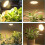 Lampe de croissance LED E27 à spectre complet, 150 W 3