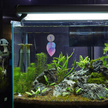 Kunststof Betta Leaf Bed Met Zuignap Betta Vis Rustplaats