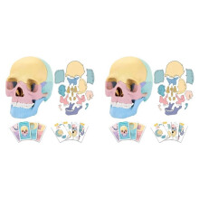 2X Anatomy Skull Model, Human Anatomy Skull Puzzle, Detachable Human Skull Model, Clinic Teaching
