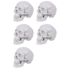 5X Human Skull Model, 3 Parts Anatomical Skull Model with Removable Skull Cap and Articulated Mandible