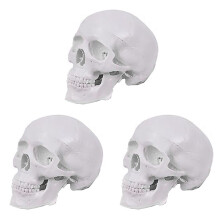 3X -Menschenschädelmodell, 3-Teiliges Anatomisches Schädelmodell mit Abnehmbarer Schädelkappe und Beweglichem Unterkiefer