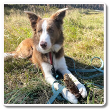 Skridsikker TURKIS snor - 7m, 86MM TWISTLOCK - hund 15-80kg
