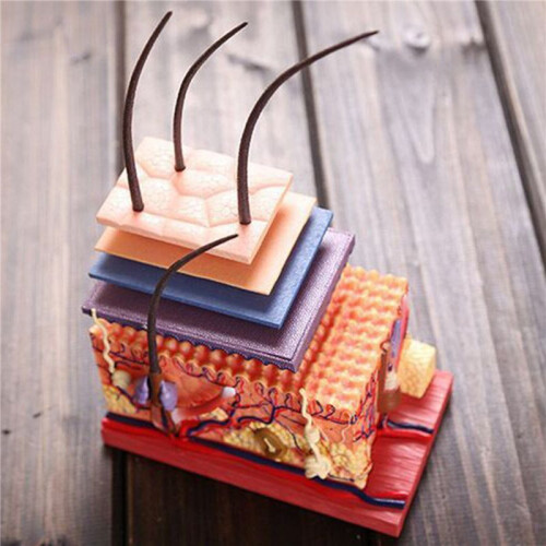 4X 4D Human Skin Model Hair Organs Assembling Puzzle Model Teaching Model Manikin Science Anatomical Model 1