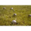 Boules 6 balls + cover 23440 7