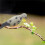4X Eva Schaum Tauben Simulation KöDer 3D Tauben Ziel Feld Jagd Simulation Lockvogel BogenschießScheibe für Den AußEnbereich 6