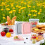 Sandwich Boxes - Set of 2 - Microwaveable - Washable - Random Colors 4