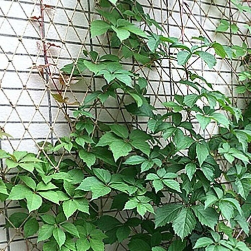 Plant support net - MICH - Biodegradable - 2x5 m - Childproof - Hanging for photos 1