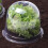 Plastic salad domes - Set of 6 - Transparent 4