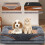 Dog Bed - Sofa - Memory Foam - Washable Cover - Non-Slip - Size M 3