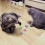 Cat Toy - GIGICIAL - Colorful Springs - 20 Pieces - Durable Plastic - Interactive 2