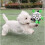 Interactive dog toy - Football - Durable - Floating - Large 3