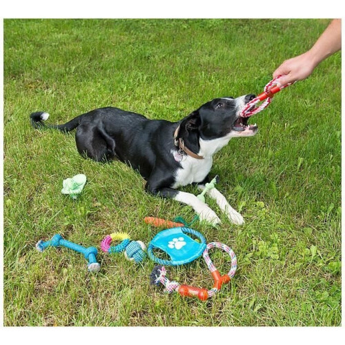 Ensemble de 10 jouets pour chien : à mâcher et à lancer 1