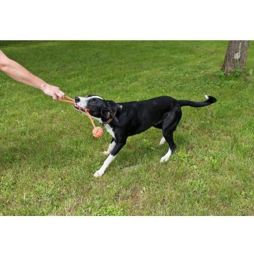 Ensemble de 10 jouets pour chien : à mâcher et à lancer 2