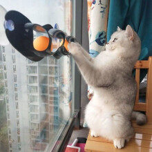 Jouet Ă balles pour chat, circuit Ă ventouses avec balles, jouet d'intelligence pour animaux, jouet interactif pour chat