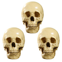 3X Model 1: 1 Resin Human Skull Anatomical Teaching Decoration Yellow