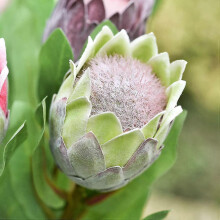 (6 PCS, Green) King Protea Real Touch Silk Artificial Flowers 2/4/6 PCS For Wedding Bouquet Home Kitchen Tropical Flower Arrangements Decor
