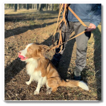 Skridsikker snor BRUN - 3m, 76MM - hund 10-25kg