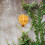 Duurzame Resin Met Gouden Design 8