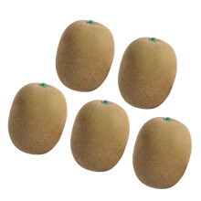 5St Levensgrote Imitatie Kiwi Voor Educatie En Decor