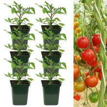 Carbeth Plants - Tomato Plant Sweet Aperitif 6 x 9cm Pots - Real Live Growing To