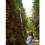 WORX WORX WG252E 20V PowerShare Cordless Pole Hedge Trimmer 45cm 8