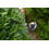 WORX WORX WG252E 20V PowerShare Cordless Pole Hedge Trimmer 45cm 9
