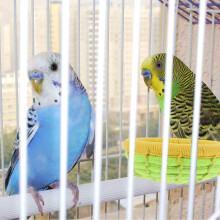 1Ademend Katoenen Vogelhuis, En Buiten