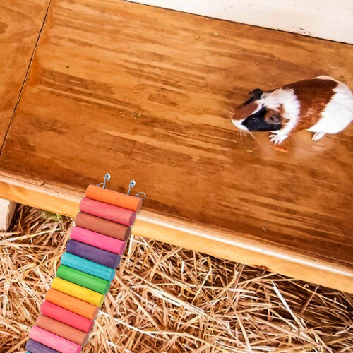 2St Multifunctionele Hamsterspeeltjes Met Ladder En 2