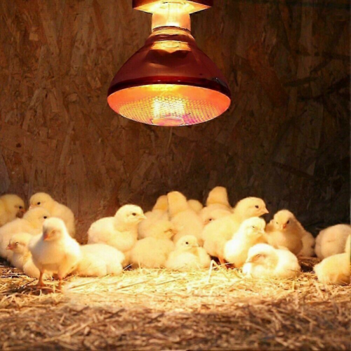 220V 100 - 275 Watts E27 Infrared Red Heat Lamp for Chickens, Brooder Coop, Chicks, Pet Reptiles 1