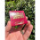 (Hollyberry) Incense Matches 1