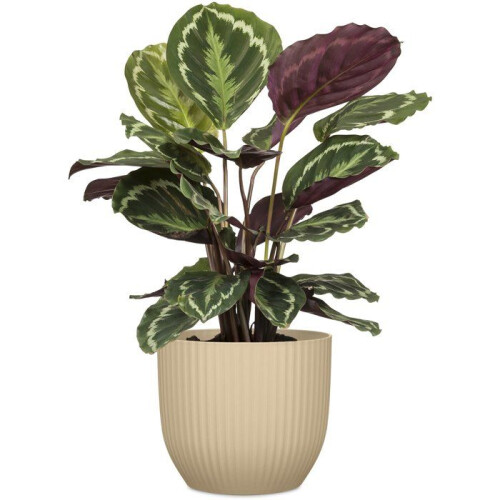 Runder Blumentopf - DEROMA - 231 - 7 L - Ø 24 cm - Braun 2