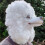Pudel latexmask 1