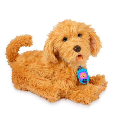 Mes amis flous Moji Labradoodle 1