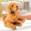 Mes amis flous Moji Labradoodle 4