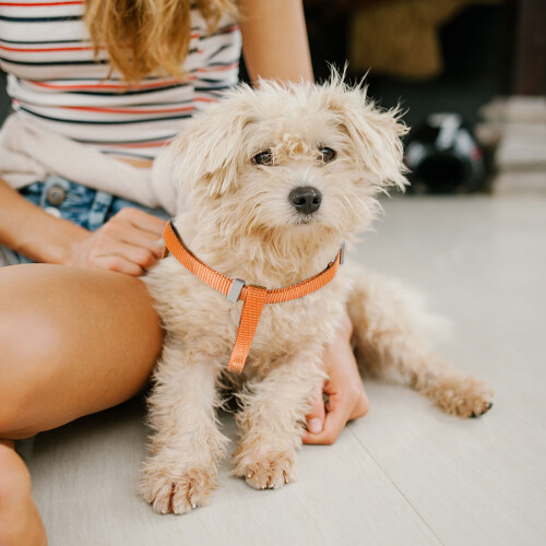1Petvestriem Duurzaam Hond En Kat 2