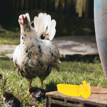 10Sets Praktische Water Feeding Containers Voor Huisdieren En Pluimvee