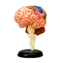 Human Brain Anatomical Model Study Display Medical Model for Medical Student