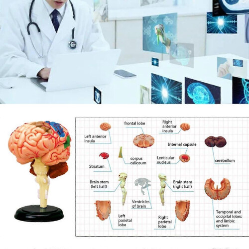 Human Brain Anatomical Model Study Display Medical Model for Medical Student 1