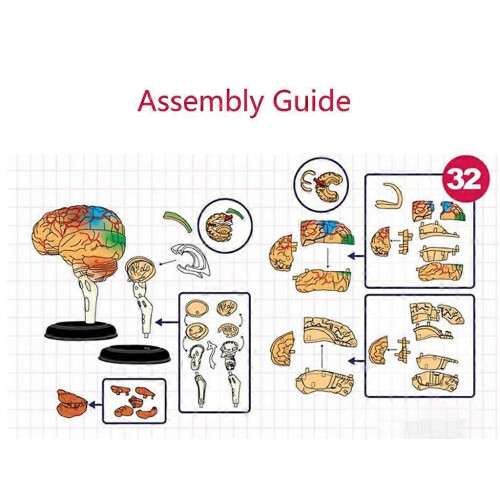 Human Brain Anatomical Model Study Display Medical Model for Medical Student 2