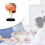 Human Brain Anatomical Model Study Display Medical Model for Medical Student 5