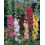 Mr Fothergill's Mr Fothergill's Hollyhock Chaters Double Mixed 3