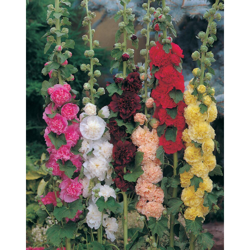 Mr Fothergill's Mr Fothergill's Hollyhock Chaters Double Mixed 2