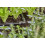 Gardena Gardena Micro-Drip-System L-Piece 13 mm (1/2 inch): Pipe Connector for Changing 7